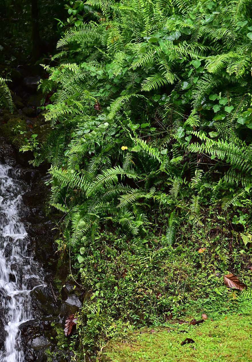 Parque natural em São Tomé, um santuário de biodiversidade, com uma  cascata de água no meio das plantas