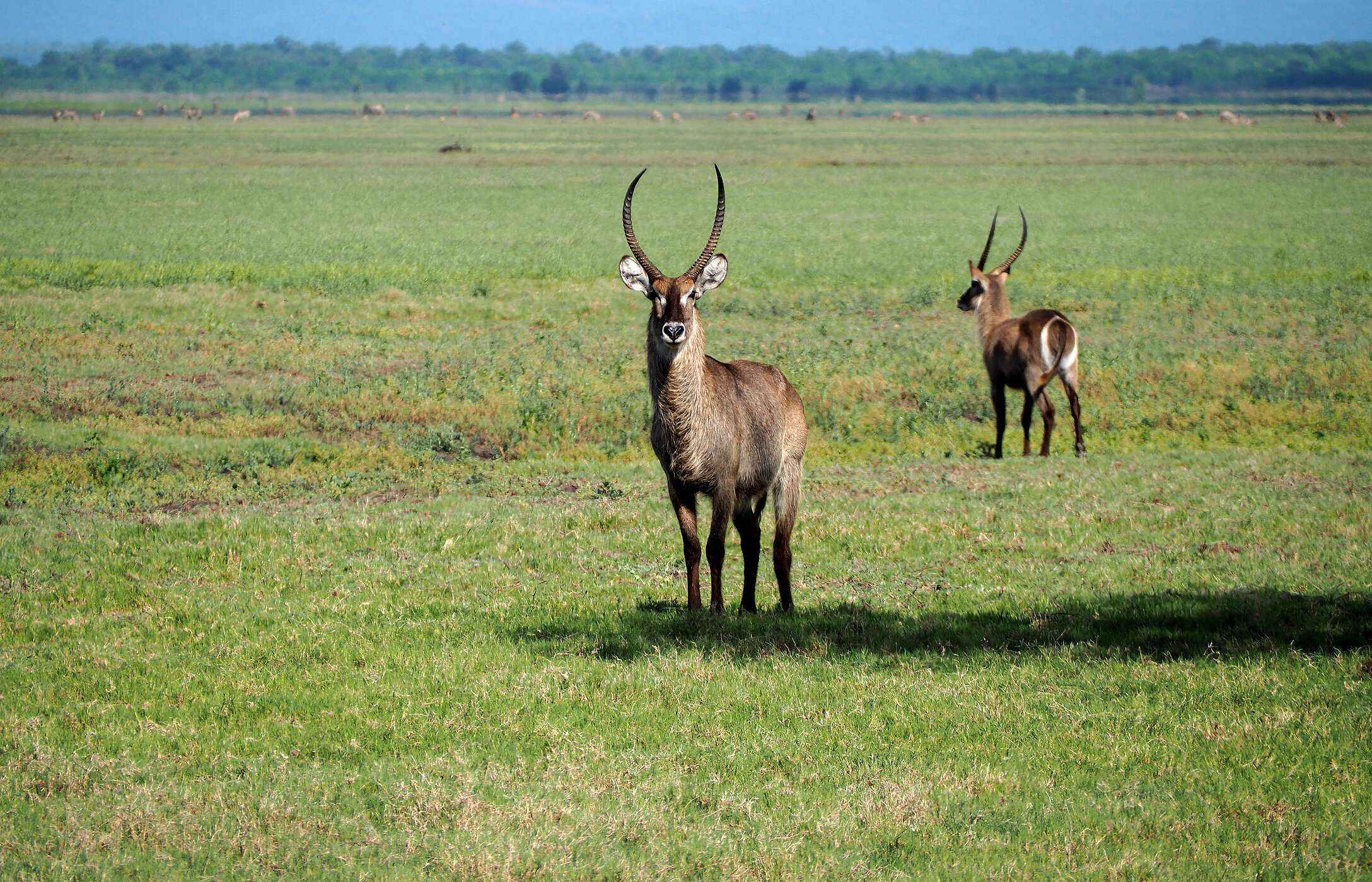Two waterbucks, large African antelopes, posing in a savanna with vegetation in Mozambique.