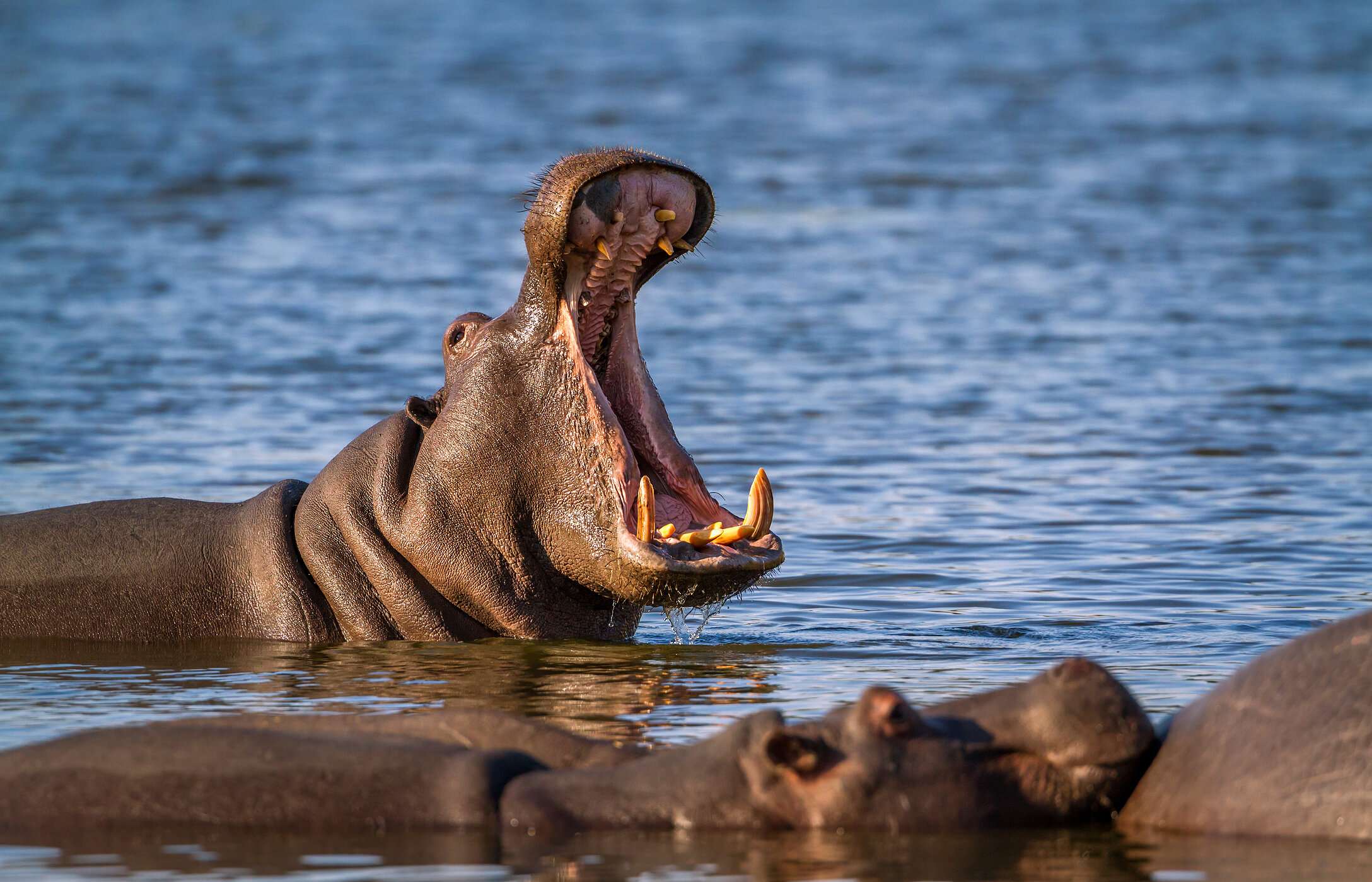 Group of hippos relaxing in the tranquil waters of a river in Kruger Park, while one of them opens its mouth