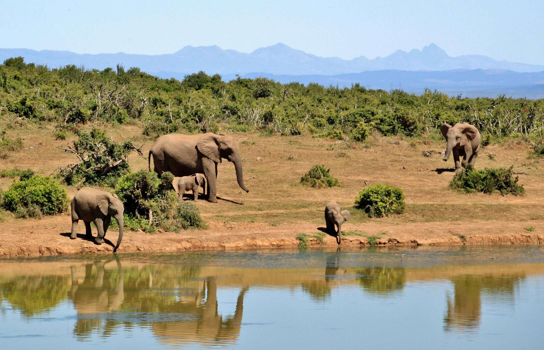 Elefantes en el Parque Nacional Kruger con sus crías se acercan para beber agua.