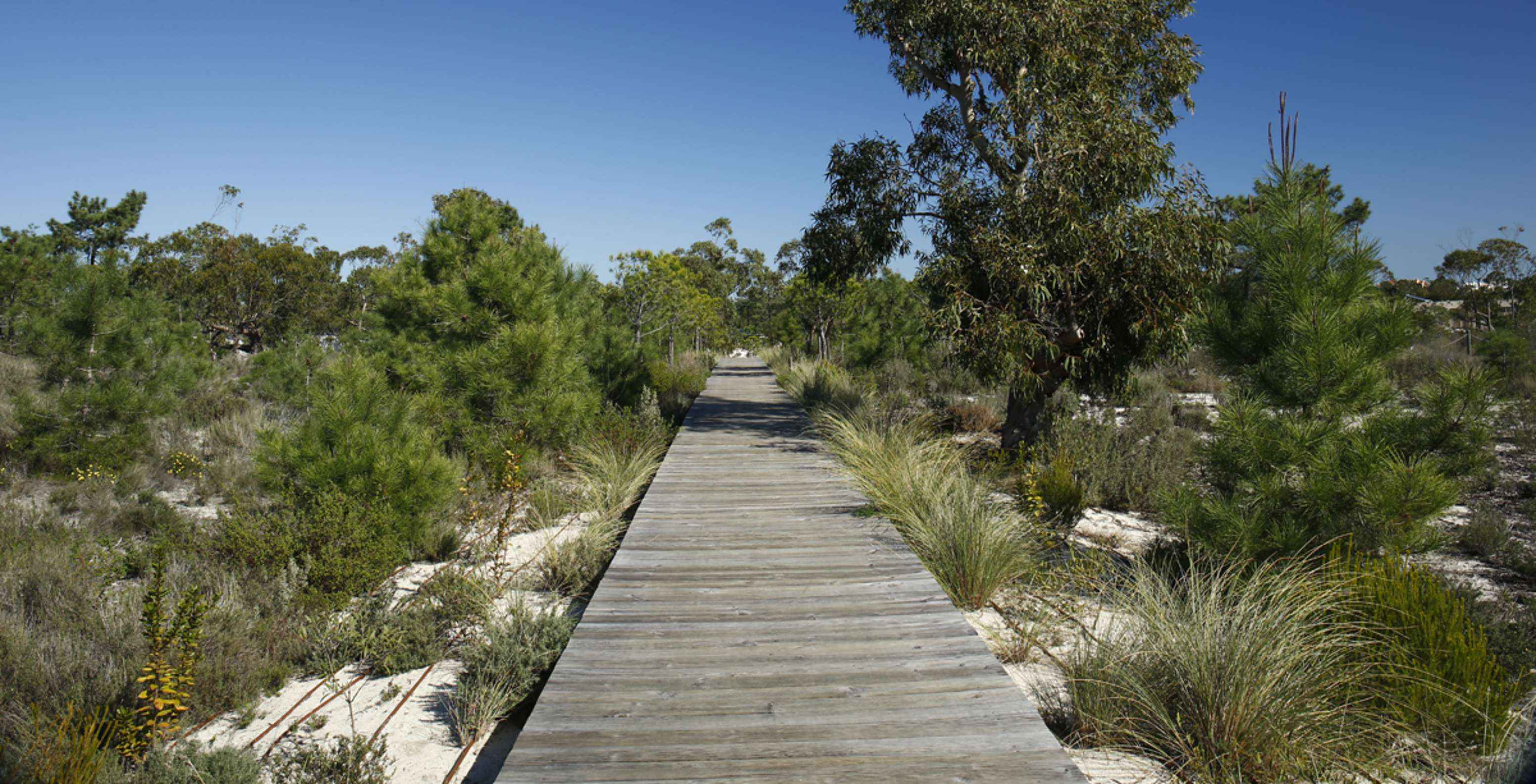 Houten loopbrug tussen de natuur, waar je kilometers kunt wandelen en lange wandelingen kunt maken