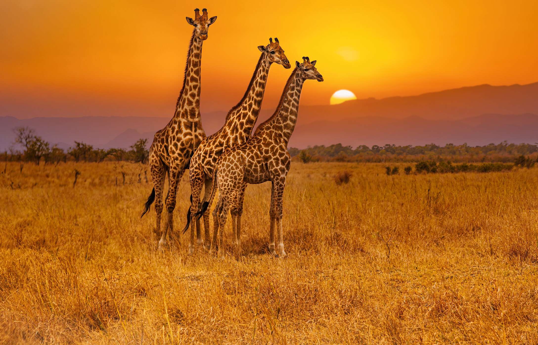 Het bekijken van giraffen in het Krugerpark is een magische ervaring, vooral als je ze ziet tegen de achtergrond van de uitgestrekte savannes