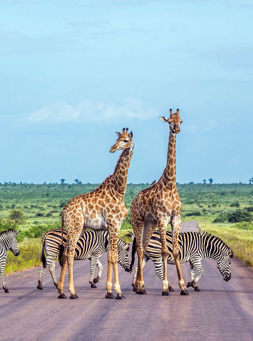 Het Krugerpark in Zuid-Afrika is een van de grootste safariparken, thuisbasis van de Big Five en rijk aan biodiversiteit
