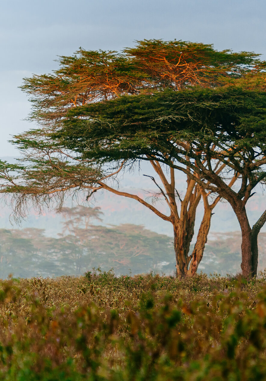 Ontdek Zuid-Afrika en verken het Kruger National Park, waar je dieren in hun natuurlijke habitat kunt zien.