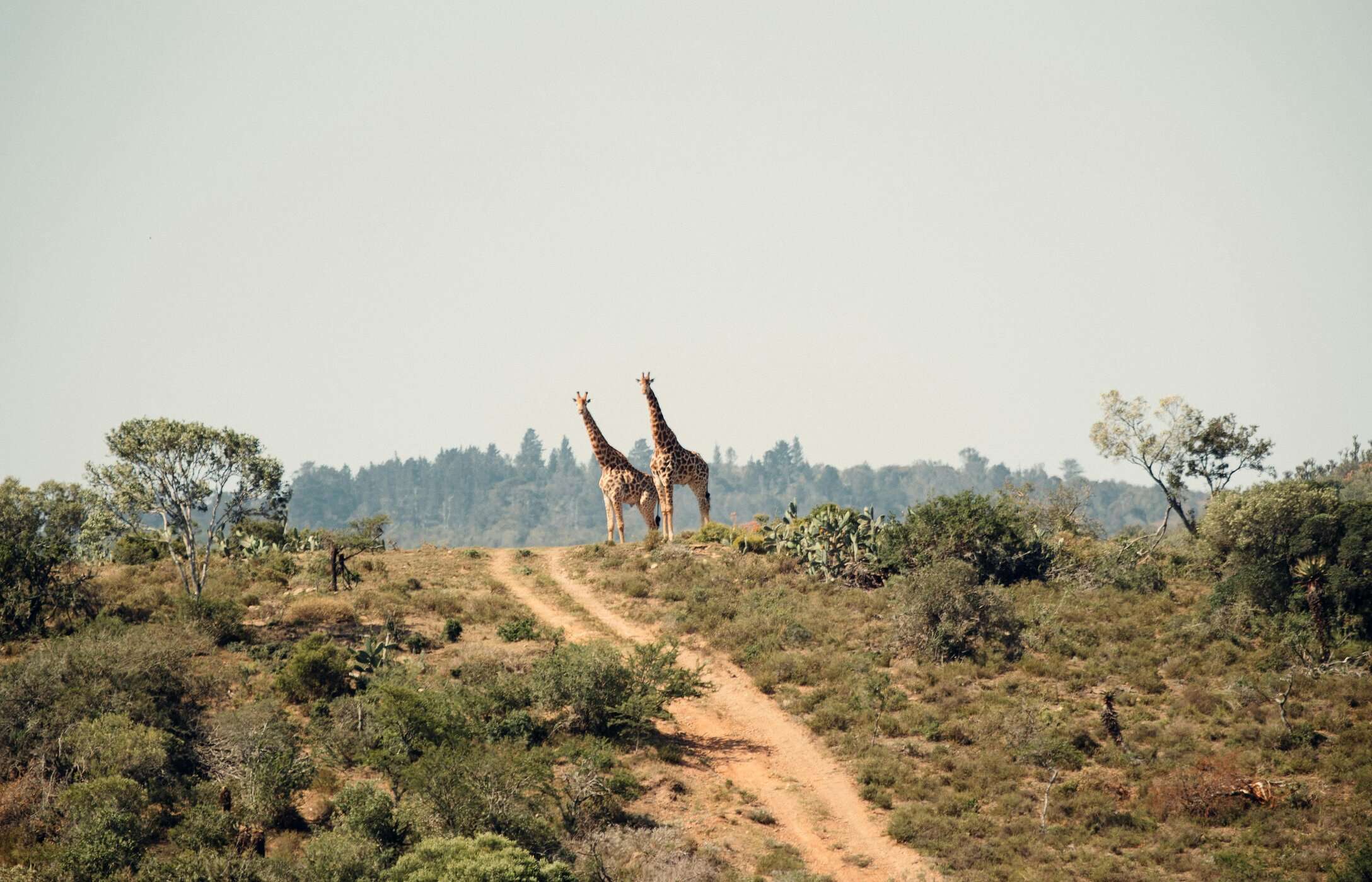 Duas girafas paradas num caminho de terra batida de carro no meio do Parque Nacional do Kruger