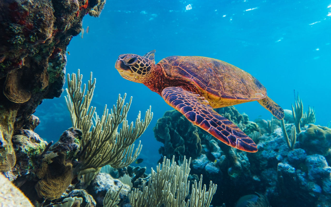 Ontdek op Pestana Stories onze tips voor uw volgende reis naar Bazaruto