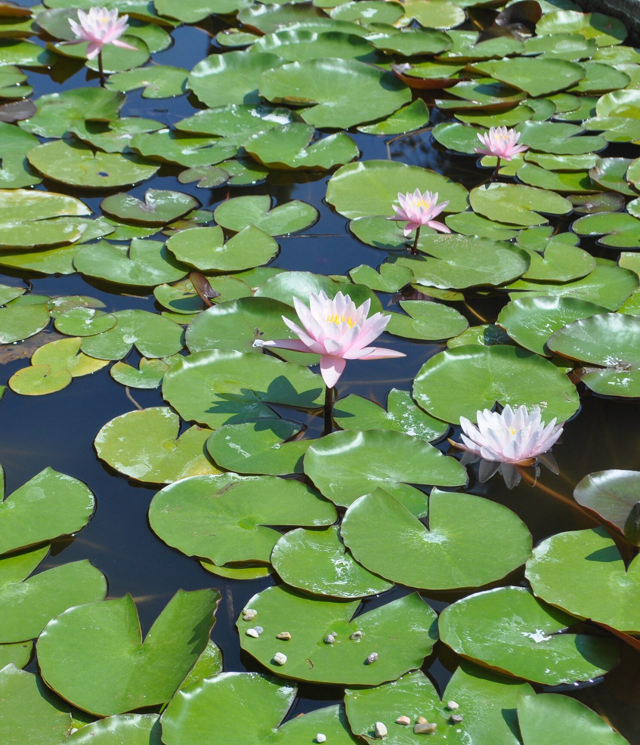 Uitzicht op verschillende waterlelies in een meer in São Paulo, met roze bloemen die uit het water opkomen