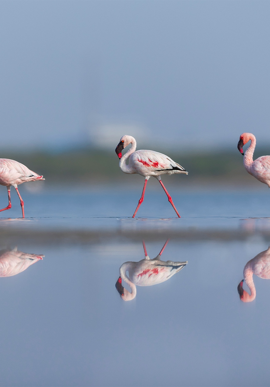 Flamingos on Bazaruto Island paint the landscape with their vibrant colors creating an unforgettable natural spectacle