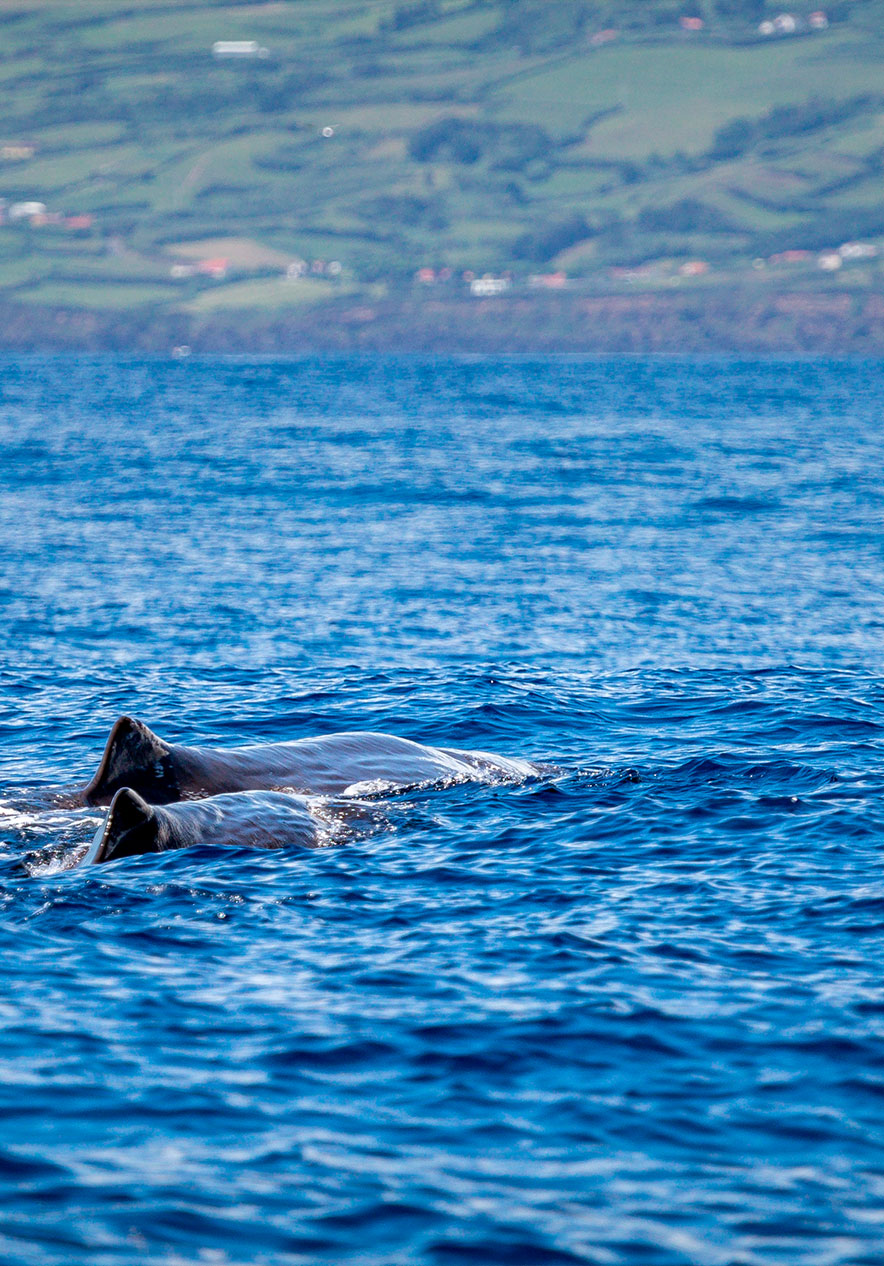 Top of two whales visible above the sea spotted from a boat allowing cetacean observation