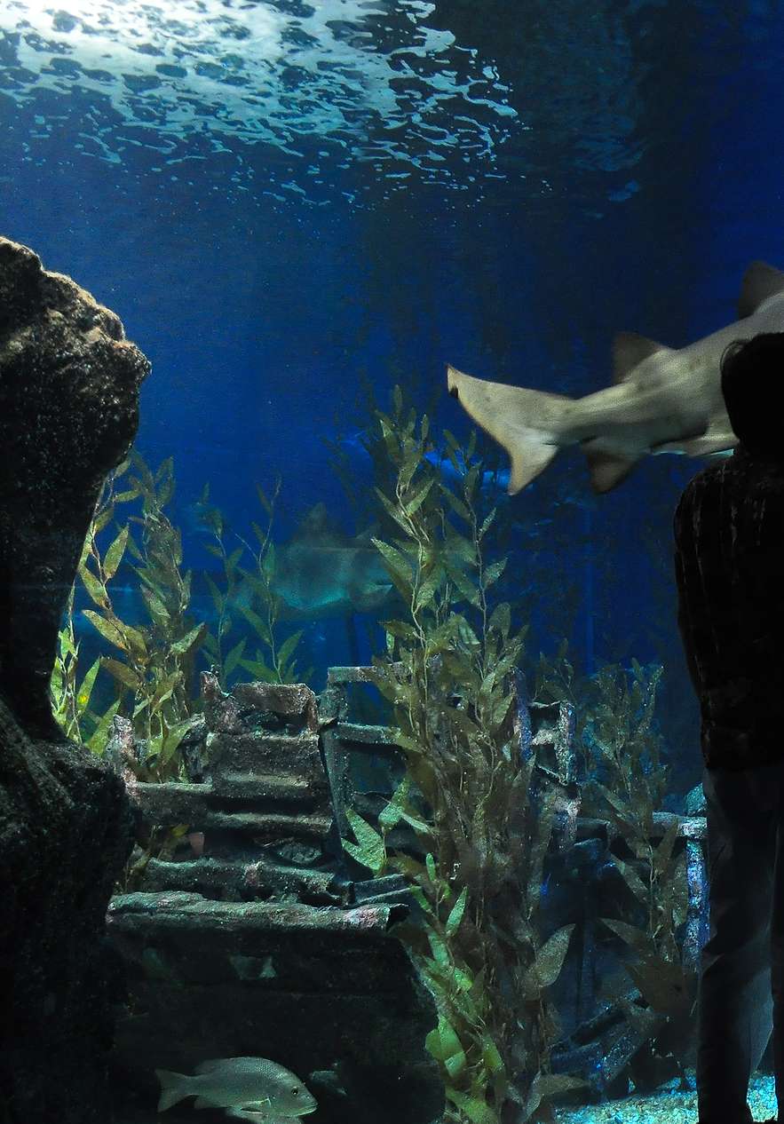 A shark swimming in a large aquarium at Sea World in Orlando with sunlight illuminating the water